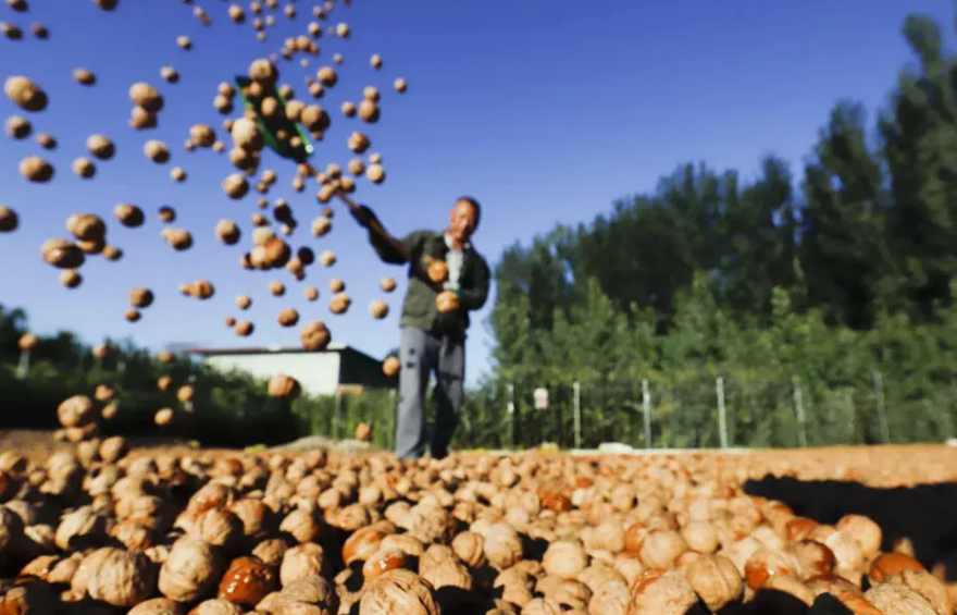 山核桃加工廢水處理工藝流程|方案|排放標(biāo)準(zhǔn)-1 山核桃加工廢水處理工藝流程|方案|排放標(biāo)準(zhǔn)-1